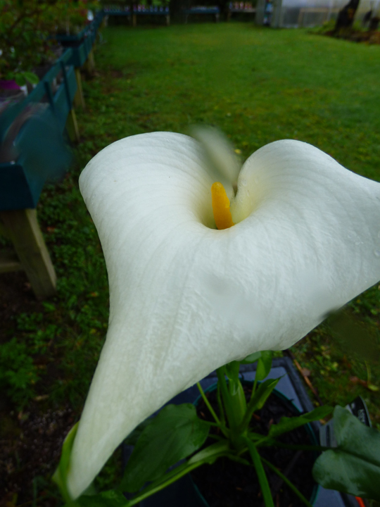 Zantedeschia eydona 'White'