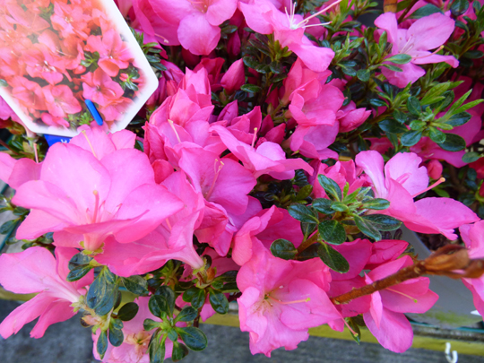 Azalea japonica 'Anouk'