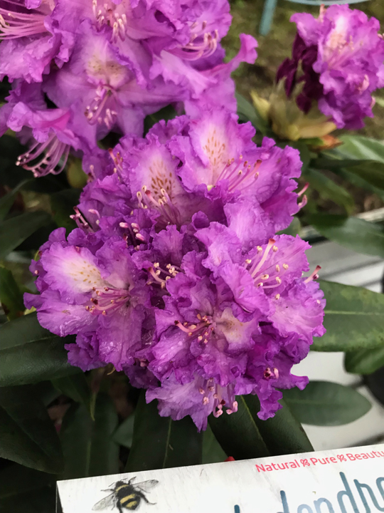 Rhododendron 'Alfred'
