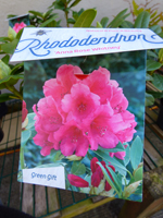 Rhododendron Anna Rose Whitney