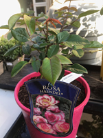 Rose Haendel®