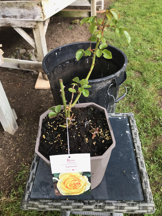 Rose - Floribunda 'Togmeister'