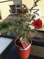 Rose - Floibunda Trumpeter ('Mactru')