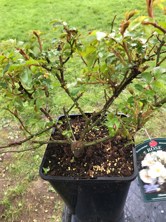 Ground Cover Rose 'White Sensation'
