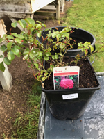 Rose (ground cover) 'Wiltshire'