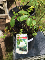 Patio rose - White