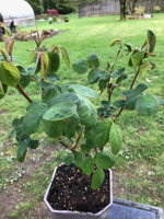 Portland 'Rose de Rescht'