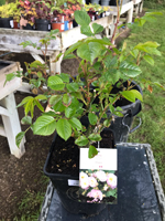 Shrub rose 'Utopia''