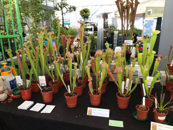 Reiska Plant Nursery stand