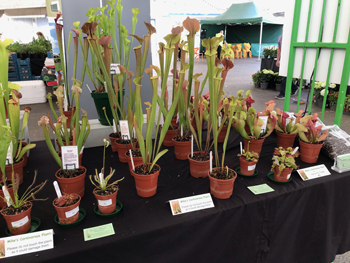 Reiska Plant Nursery stand