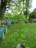 Amelanchier auifolia 'Obelisk'