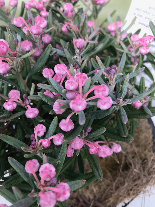Andromeda 'Blue Ice'