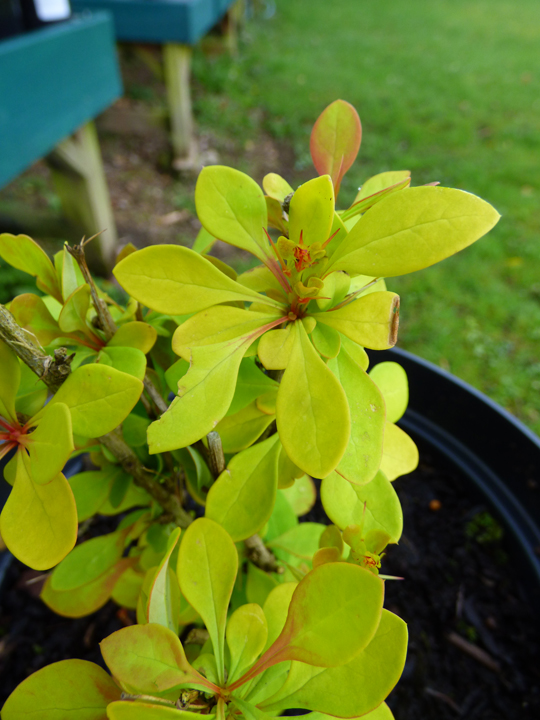 Berberis thunbergii 'Maria'