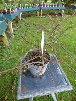 Cotoneaster microphyllus