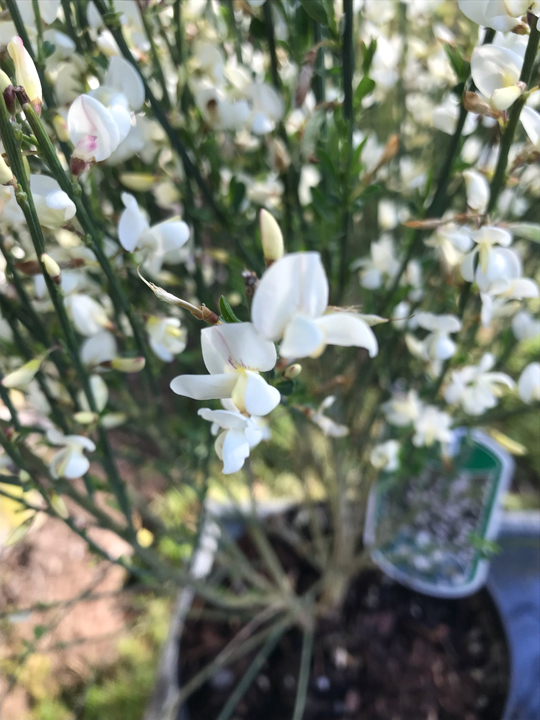 Cytisus praecox 'Albus'