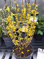 Forsythia intermedia 'Nimbus'