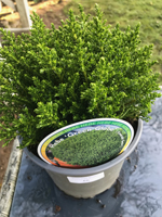 Hebe -Green Globe'