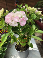 Hydrangea macrophylla 'Frillibet'