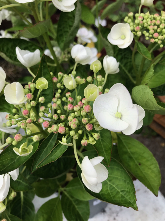 Hydrangea macrophylla 'Libelle'