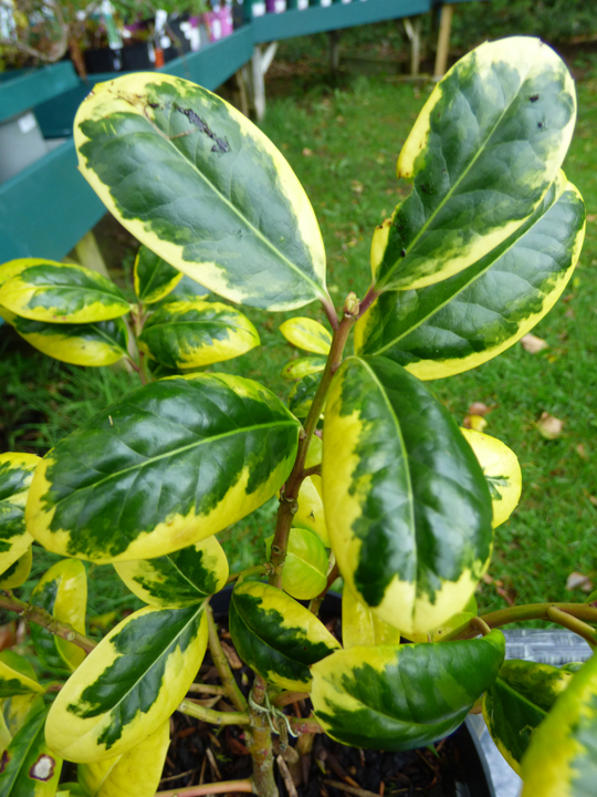 Ilex x altaclerensis 'Golden King'