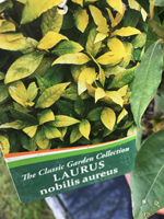 Laurus nobilis 'Aurea'