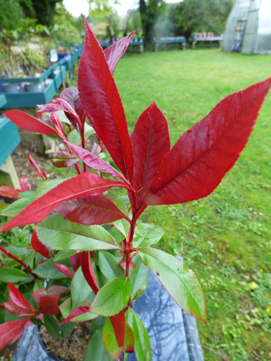 Photinia 'Carre Rouge'