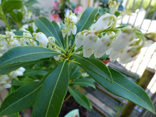 Pieris japonica 'Purity'