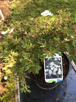 Potentilla fruitcosa 'Abbotswood'