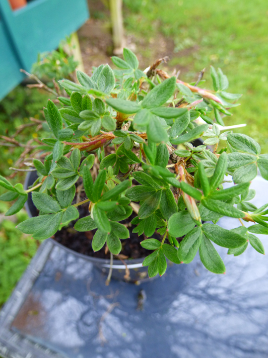 Potentilla fruitcosa 'Elizabeth'