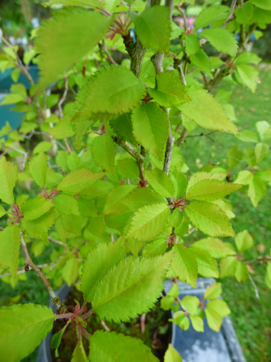 Prunus incisa 'Kojou-no-mai'