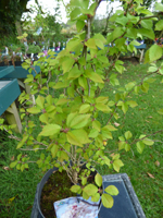 Prunus incisa 'Kojo-no-mai'