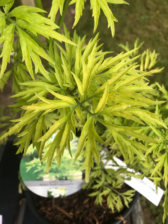 Sambucus nigra 'Golden Tower'