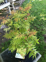 Sorbaria sorbifolia