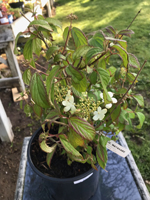Viburnum plicatum 'Watanabe'